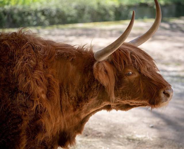 Zoo Tiergarten Nürnberg